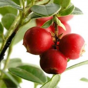 6_camu-camu-berry